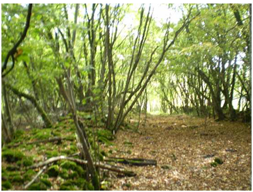 SIG: UN OUTIL AU SERVICE DU DEVELOPPEMENT DURABLE uvci007